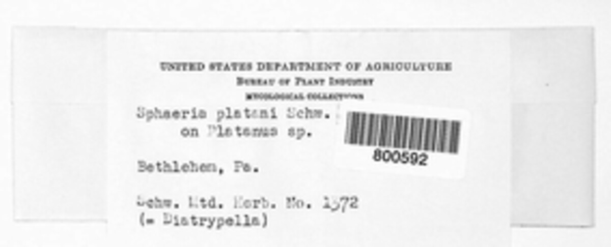 Splanchnonema image